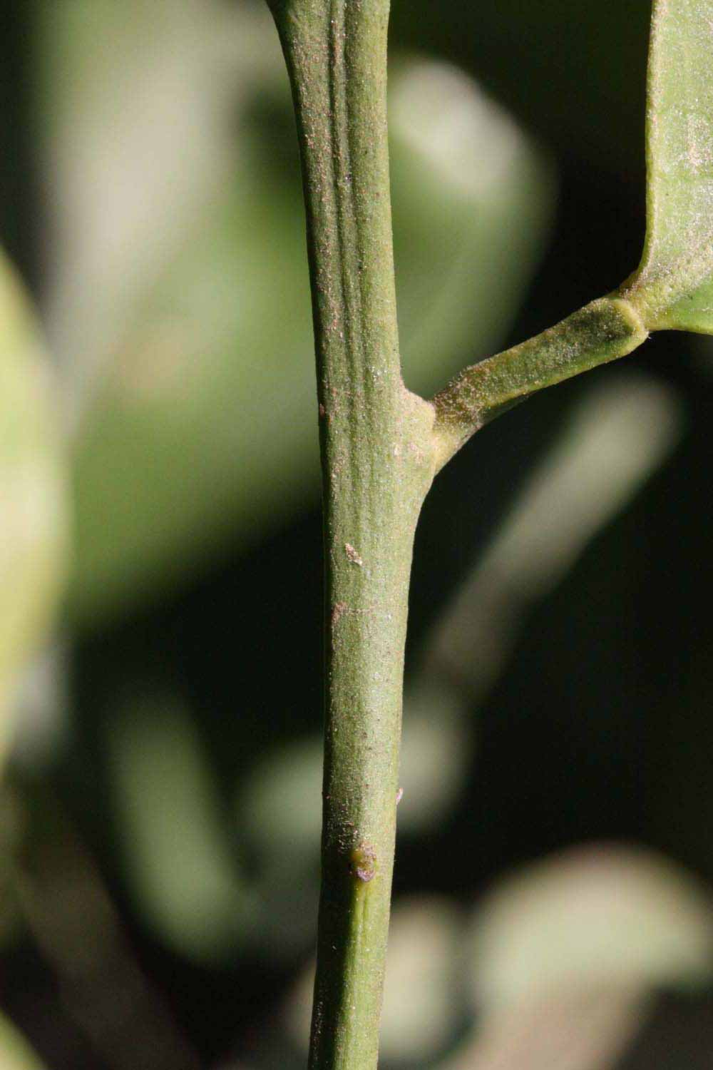            First year twig (Riverside, CA)   